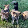 Purebred German Shepherd puppies