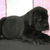 Healthy AKC Great Dane Puppies Available