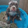 AMERICAN BULLY Puppies AVAILABLE