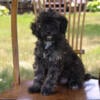 Darcy (Miniature f1b Bernedoodle)