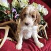 F1B male Mini Goldendoodle 