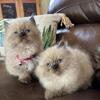 Doll Faced Himalayan kittens