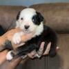 AKC Standard Australian Shepherd puppies