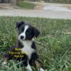 Australian Shepherd Standard Tri Male 8 weeks (can meet halfway within reason for loving Home)