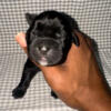 Full blooded Cane Corso puppys for sale, iccf registered 2days old!