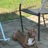 AKC Male Boston Terrier House Trained friendly easy going for a good home