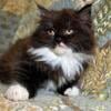 Persian kitten Female RESERVED