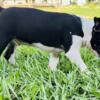 Brindle, black and white 10 week old male Boston Terrier.