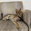 AFRICAN SERVAL BOY  KITTEN  AVAILABLE