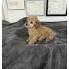 Tiny Toy Poodle