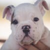 AKC MALE ENGLISH BULLDOG PUPPY