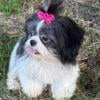 Shih-tzu puppy for sale