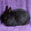 Cute Little Black Adult NETHERLAND DWARF BUCKS