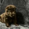 SOLD AKC German Shepherd Puppy - Please check back next summer!