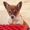 Cowboy corgis