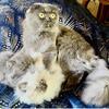 Scottish Fold - Ragdolls -  Fun and adorable kittens!