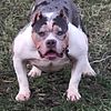 American Bully Stud- Chevy the Merle