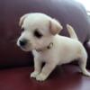 New Cairn Terrier Mix Litter One Male Pup Available