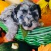 Cavapoo female mid Michigan