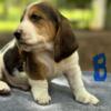 America Basset Hounds