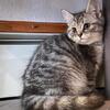 Scottish Fold and Scottish Straight 