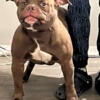 Female pocket bully nice loving dog