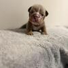 English bulldog puppies