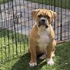 NKC American Bulldog
