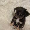 Chihuahua Long Coat Female Pebbles 