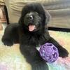 Newfoundland puppies