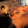 Kitten Sphynx Elf Exotic