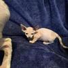 Sphynx girl