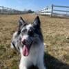 Rehoming neutered border collie