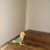 Young Lovebird Parrot love bird