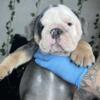 AKC male exotic purebred EB [For Sale] Championship Offspring