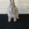 Chinchilla netherland dwarf doe- partial pedigreed 