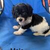 Cavapoo 