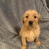 Golden retriever puppies
