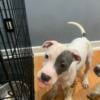 Blue nose pitbull puppies