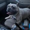 French Bulldog puppies