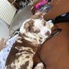 Boy Tri Meral bully