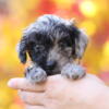 Stunning Female Blue Merle Toy/Mini Poodle Puppy