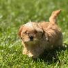 9 weeks old 