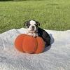 English bulldog puppies