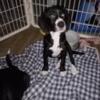 Beautiful Beagle  lab mix puppy