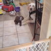 Labrador retriever great Dane mix puppy