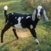 Purebred Registered Nubian Dairy Goats