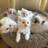 Tica registered Ragdoll kittens