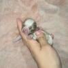 Micro Tiny Teacup Chihuahua