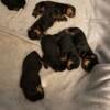 Rottweiler puppies 